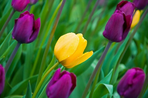 Los brotes del tulipán en lekg soplando el viento