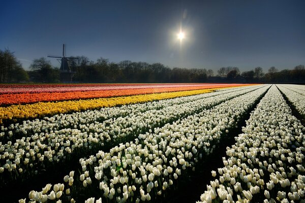 Campo de flores y cielo nocturno