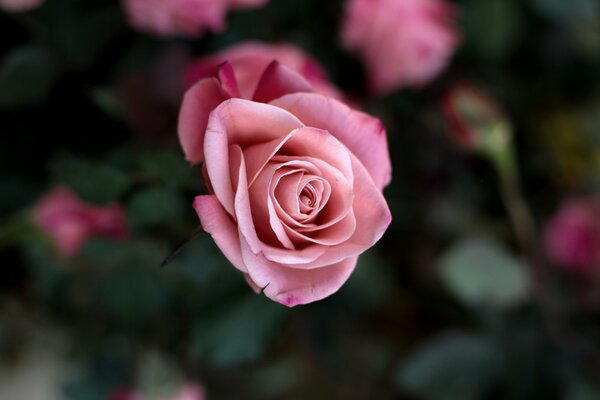 Красивый куст розы на котором распустились розовые бутоны , размытость