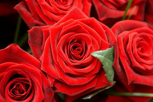 Imagen de brotes de rosas rojas brillantes