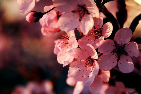 Branche de Sakura japonaise printanière