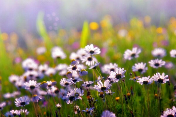 Chamomile field in the light of the sun