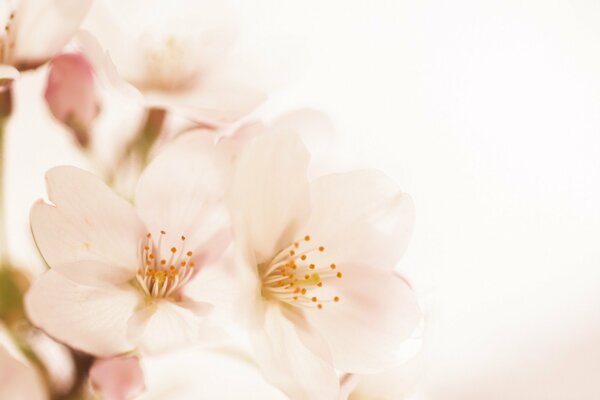 Fiori rosa su sfondo bianco