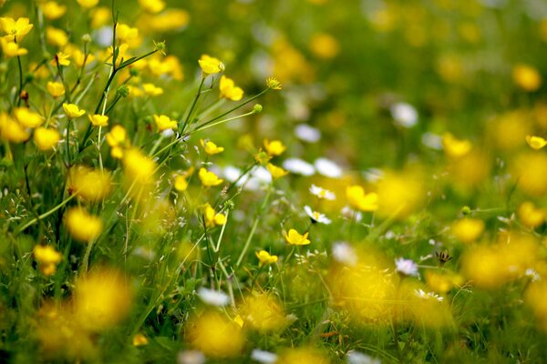 Schöne gelbe Blumen im Feld