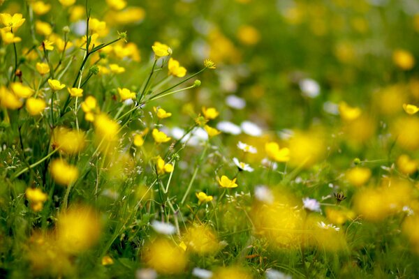 Piękne żółte kwiaty w polu