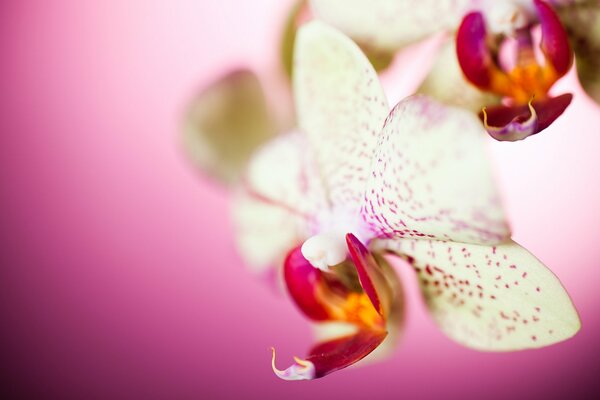 Schöne Orchidee auf rosa Hintergrund
