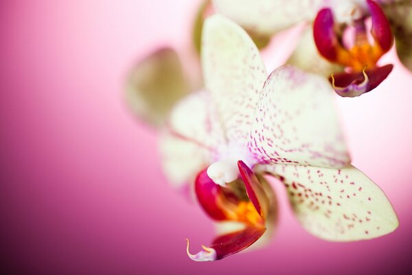 Beautiful orchid on pink background