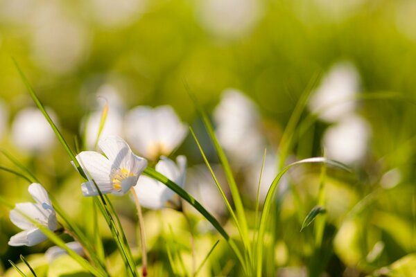 Makro Wallpaper Natur Pflanzen