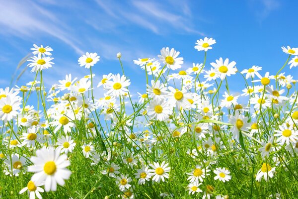 An unusual field with daisies in the rays of the sun