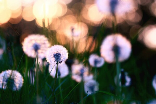 A green meadow strewn with dandelions