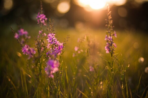 Gli ultimi raggi del sole della sera illuminano i fiori del prato