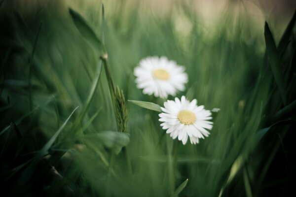 White daisies on a blurry background