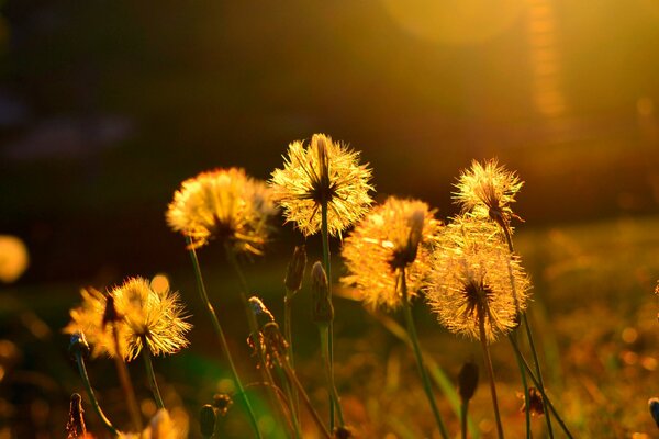 Fleurs de pissenlit au soleil