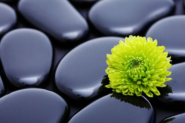 Schwarze Steine mit schöner Chrysantheme