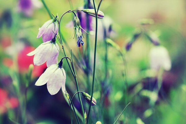 Cloches de fleurs mignonnes dans la Prairie