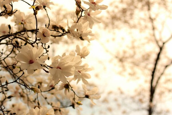 Rami di magnolia in fiore in primavera su sfondo chiaro