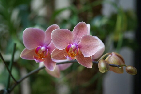 A beautiful pink orchid bloomed