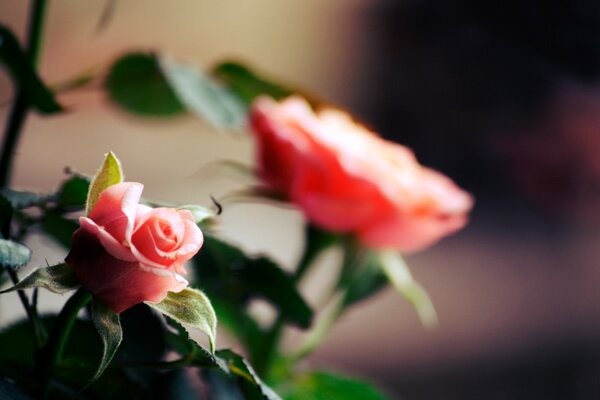 Выросла роза и зацвела розовым цветом
