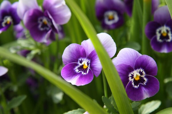 Purple pansies macro