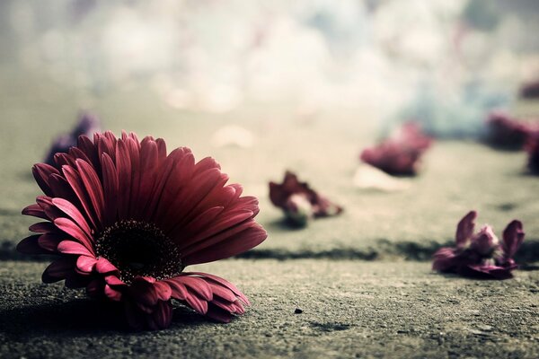 Flor y pétalos de gerbera en el asfalto