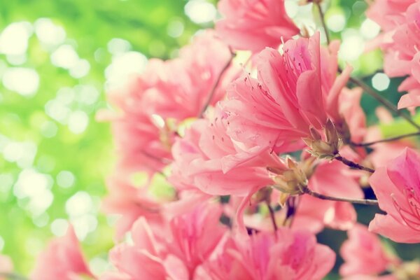 Frescura de la primavera. Flores de color rosa suave