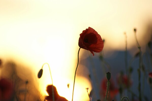 Mohnblumen auf Sonnenuntergang Hintergrund