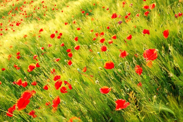 Coquelicot sauvage sur un champ vert