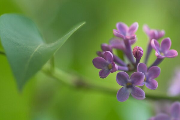 Las primeras flores de lila de primavera