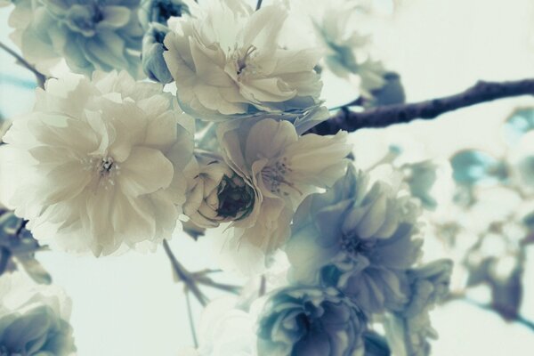 Attrazione naturale del ramo di Sakura