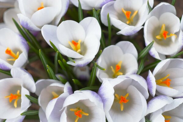 Die ersten Frühlingsblumen von Krokussen