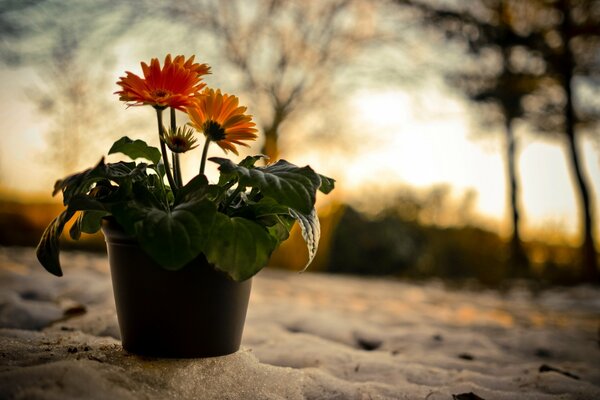 Floresen maceta en el fondo de la puesta de sol