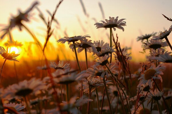 Gänseblümchen im Feldgras bei Sonnenuntergang