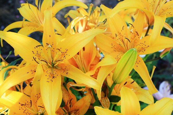 Fleurs magnifiques de lys jaunes