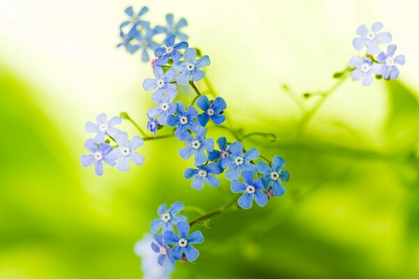 Nomeolvides en macro disparo sobre fondo verde