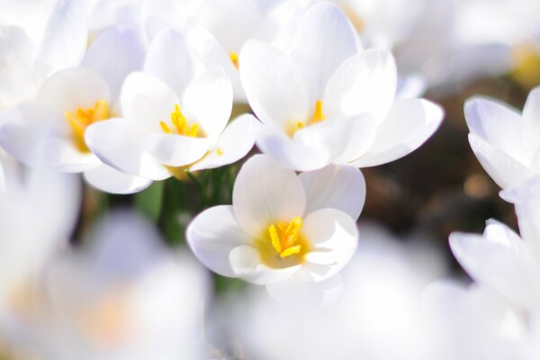 Weiße Krokusse blühen im Frühling