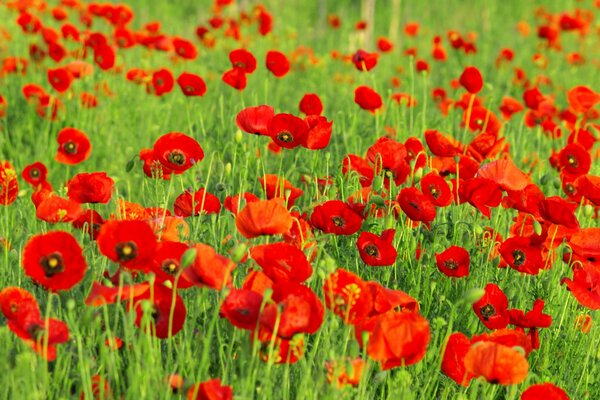 Brotes de amapola roja en la hierba