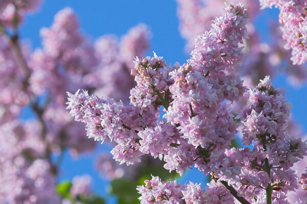 Blooming pink lilac on a blurry background