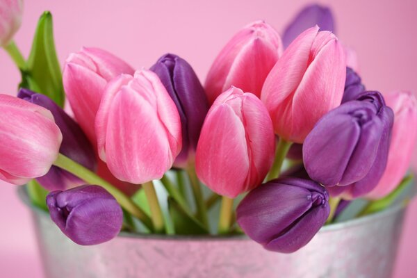 Shades of pink in tulips. Buds in the basket