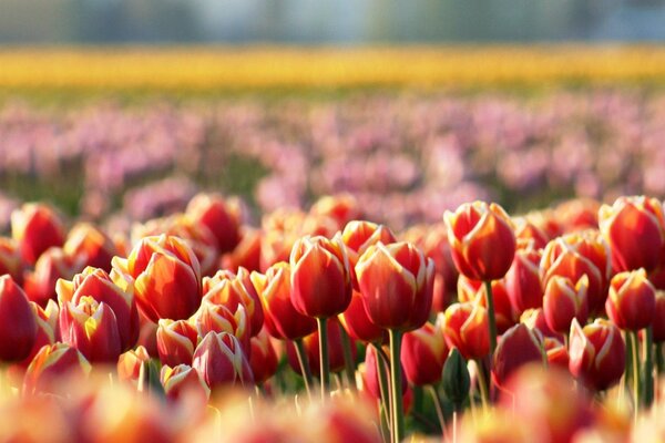 Tulipanes rojos claro en primavera