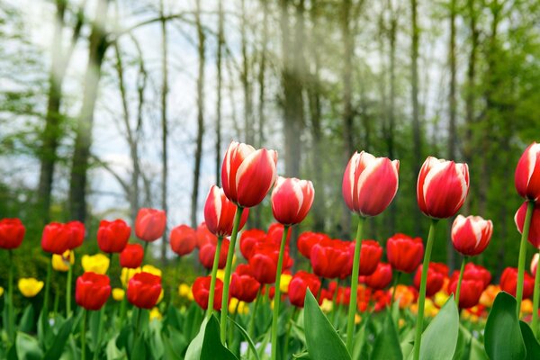 Clairière avec tulipes jaunes et rouges