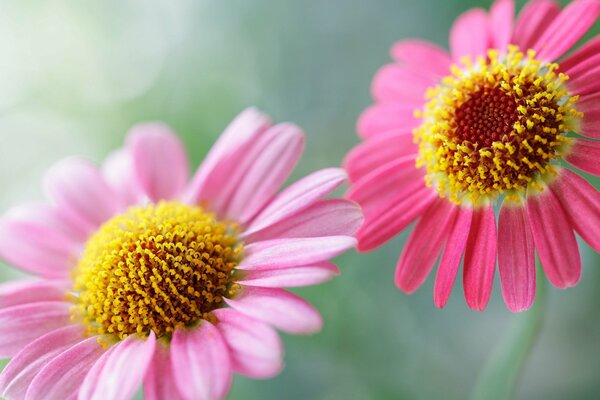 Pink flowers on a green background