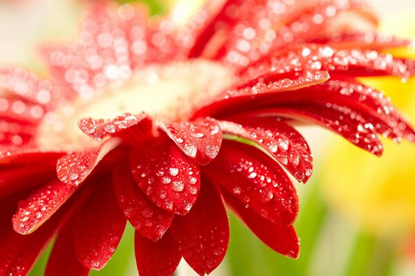 Red petals with water drops