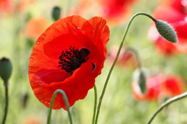 Scharlachroter Mohn auf einem Feld im Tau