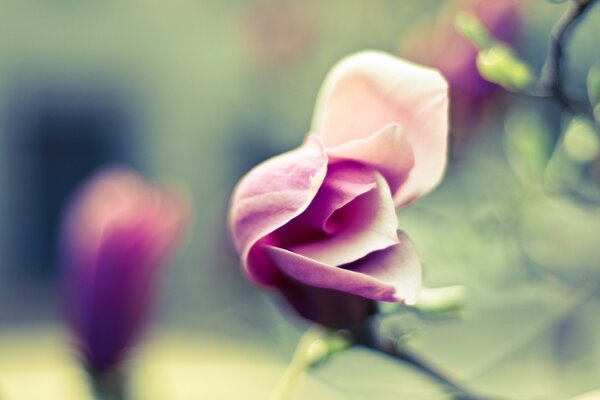 La magia della delicata rosa nella nebbia