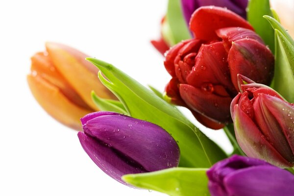 Bright tulips on a white background