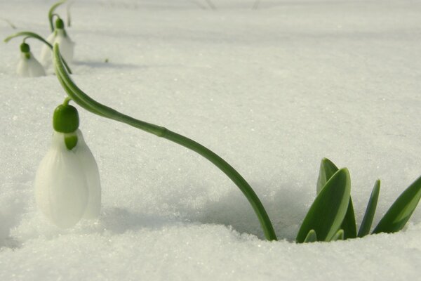 The first snowdrop breaks through the fluffy snow