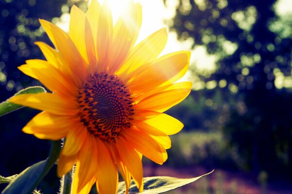 Girasol en el fondo de los rayos del sol