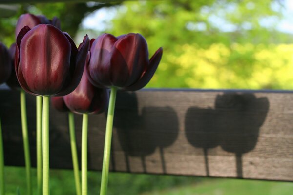 Tulpen Farbe Bordeaux ungewöhnlich