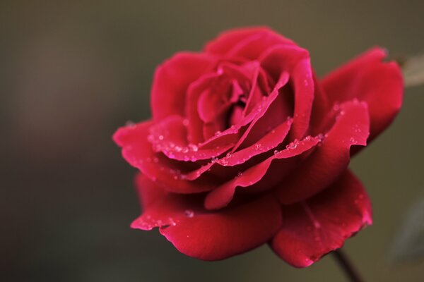 Red rose with water drops