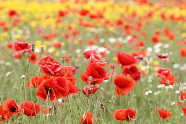 A field dotted with red poppies